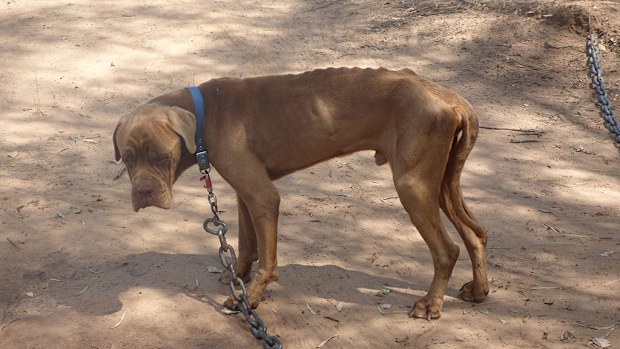 A man has been charged with more than 200 animal welfare offences following a raid on an alleged Queensland puppy farm earlier this year. (AAP)