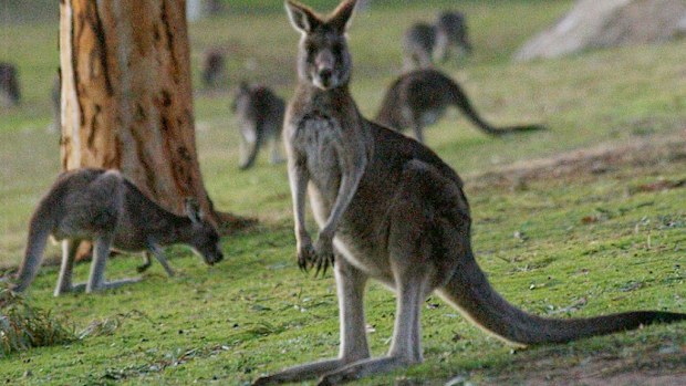 An eastern grey kangaroo. (AAP file image)