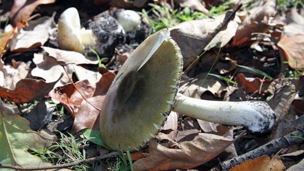 Poisonous mushrooms, which grow around oak trees, are springing up around Australia, with experts warning people against eating wild fungus. (AAP)