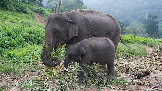 File image of two Indian elephants. (Getty)
