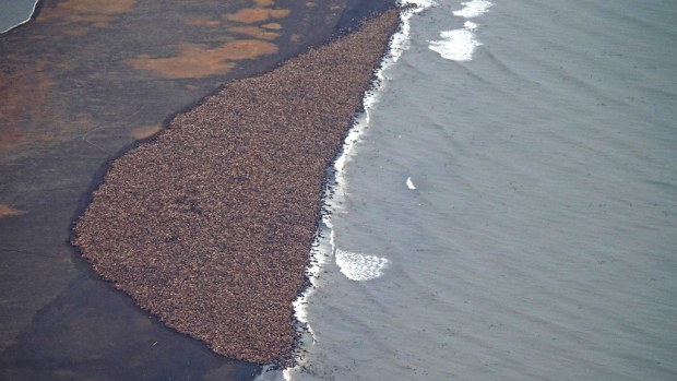 Thousands of walruses gather on an Alaskan beach. (AAP)