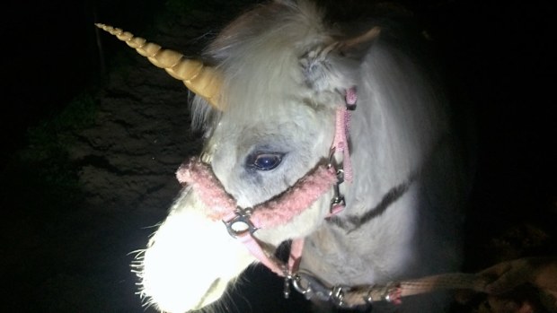 Juliet the 'unicorn' has made a bid for freedom in California. (AAP))