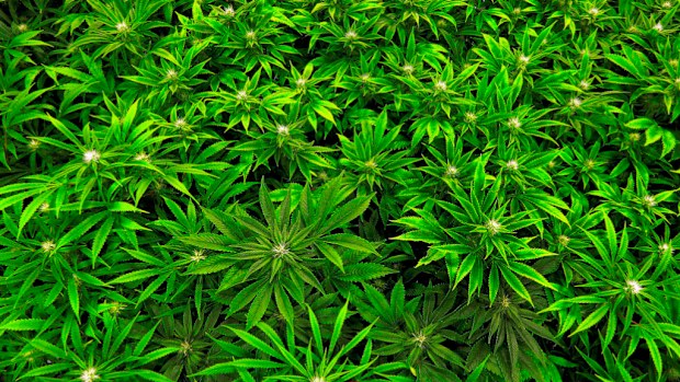 Cannabis. (AAP file image)