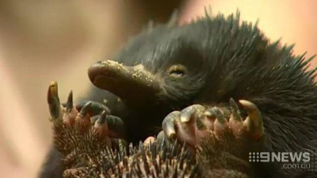 Piggy is safe and well. (9NEWS)