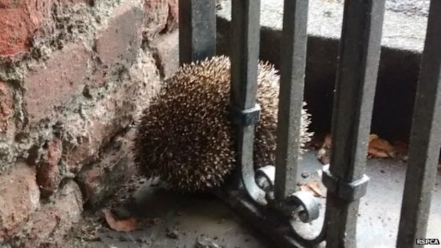 The hedgehog misjudged its own girth and became wedged between the bars of a gate. (RSPCA)