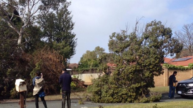 Thousands in homes in Western Australia have been blacked out after severe winds tore down powerlines. (9NEWS)