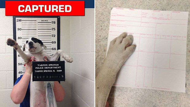 A Florida dog by the name of Willow has run afoul of the flaw after refusing "to tell officers where she  lived". (Facebook/Tarpon Springs Police Department)