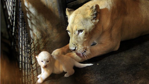 Lioness Cleopatra with one of her new cubs. (AAP)