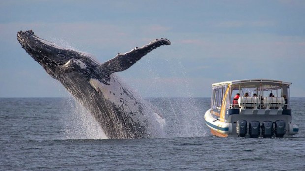 The moment was  shared by Whale Watching Sydney. (J P Goodridge)