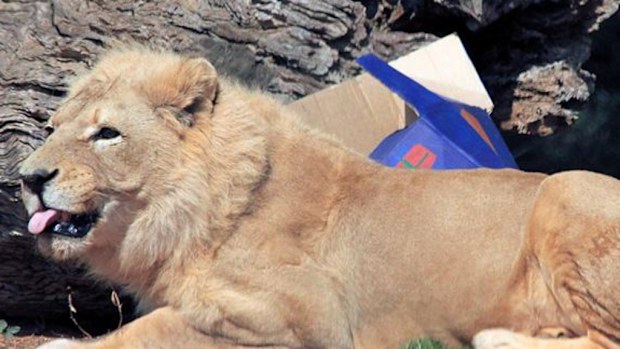 Tombo, a 20-year-old lion, has been euthanised at Werribee Zoo, Victoria. (Melbourne Zoo)