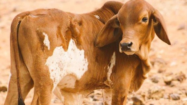 Bull calf with a unique hide on the Yougawalla Station Western Australia. (Grace Harrison/ Facebook)