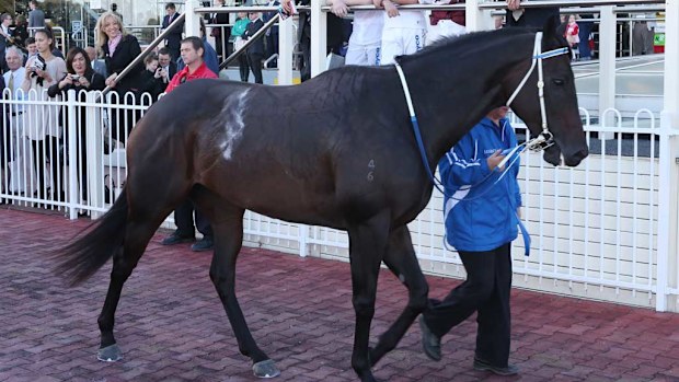 Race horse legend Black Caviar is paraded at the Caulfield races to farewell her fans on April 20, 2013. (AAP)