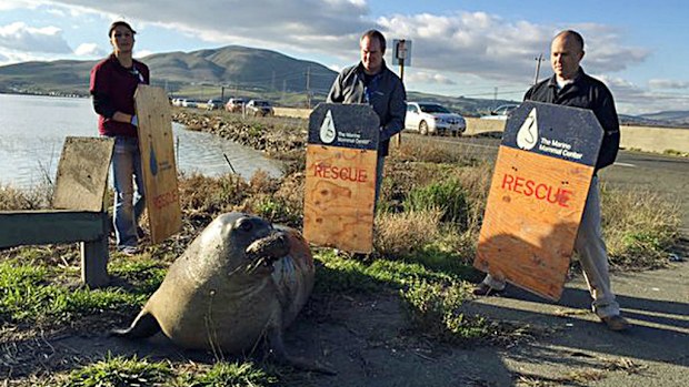 Experts from the Marine Mammal Center in Sausalito attempt to corral an elephant seal. (California Highway Patrol)