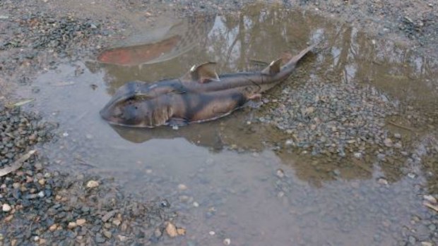 It is believed to be a Port Jackson shark. (SA police)