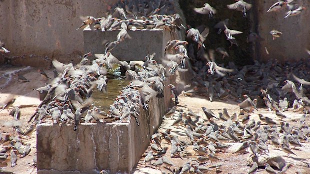 Zebra finch birds in the midwest region of Western Australia. (AAP)