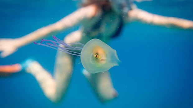 A photographer has captured a rare sight on camera after discovering  a fish trapped inside a jellyfish. (Tim Samuel Photography)