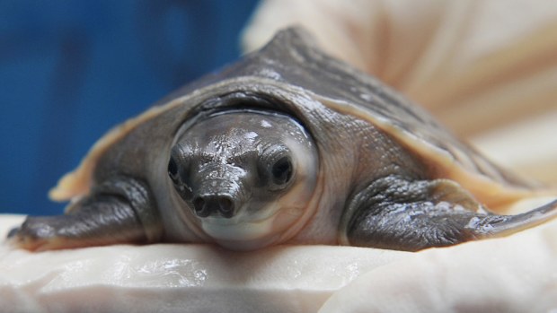 Two rare pig-nosed turtles worth $2000 have been seized in Perth. (Getty Images)