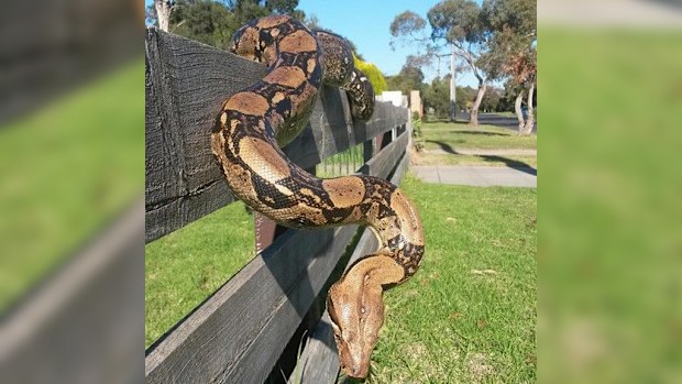 The Boa constrictor found in the disused building. (Supplied, Snake Catcher Victoria)