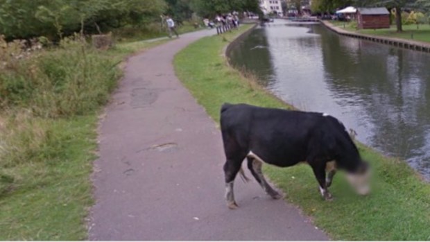 A cow's identity has been masked on Google Maps. (Twitter)