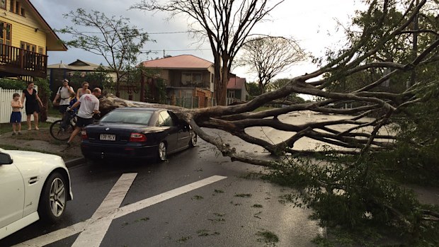 Trees crushed cars across Brisbane. (Devin Mackintosh)