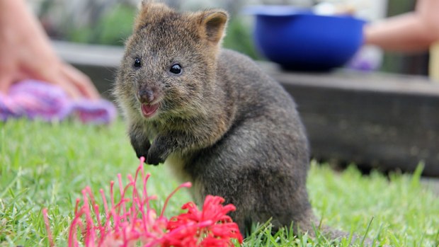 A file photo of a six-month-old quokka at Taronga Zoo. (AAP)