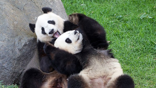 Adelaide Zoo's pandas Wang Wang and Funi haven't managed to mate for the fourth year in a row. (AAP)