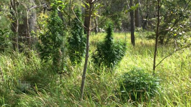 Cannabis plants allegedly found on a Queensland property by Taskforce Maxima this month. (Supplied)