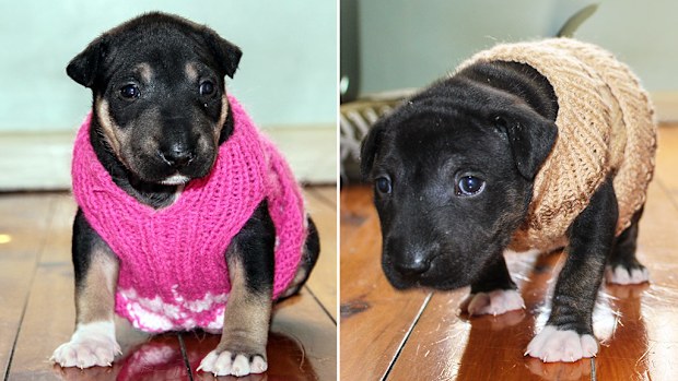 A group of Australian volunteers are donating much-needed knitted coats to shelters across the country. (No Kill Pet Shelter)