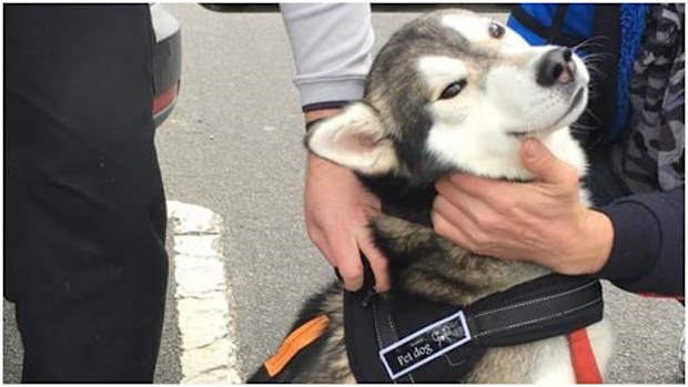Azan the husky has been reunited with his owner. (Victoria Police)