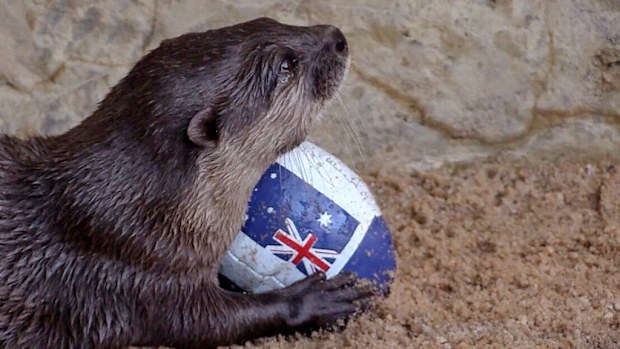 The football might have the national flag emblazoned, but Lou the otter had eyes for only one Australian state. (Supplied)