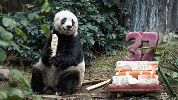 Giant panda Jia Jia eats a bamboo stick next to her cake made of ice and fruit juice to mark her 37th birthday at an amusement park in Hong Kong. (AFP)