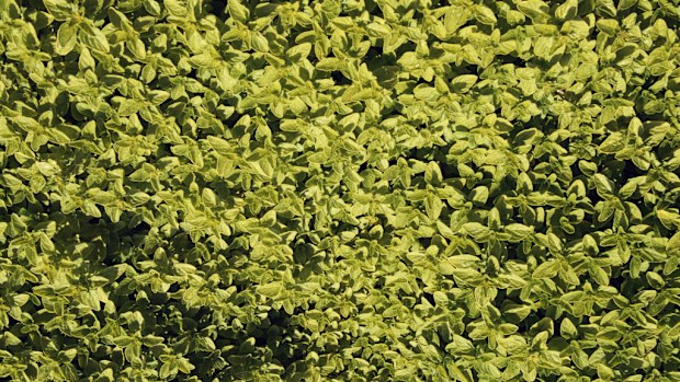 Consumer watchdog CHOICE says fake oregano is being sold in Australian supermarkets. (Getty)