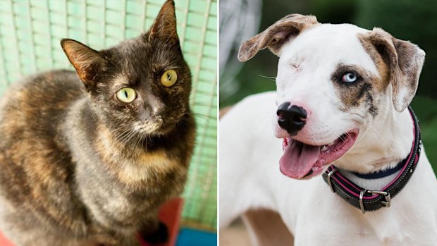 Chelsea, a domestic short hair cat, and Luca, a mastiff, are some of the many animals available for adoption. (RSPCA NSW)