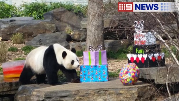 Fu Ni turns nine today. (9NEWS)