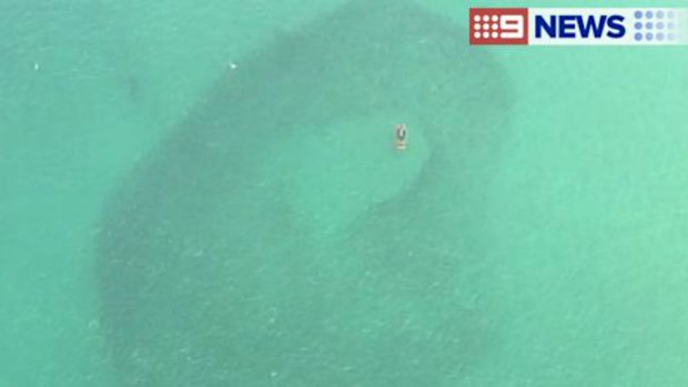 A school of fish thought to have attracted a bull shark to the shore at Bondi Beach this morning, forcing the evacuation of swimmers. (9NEWS)