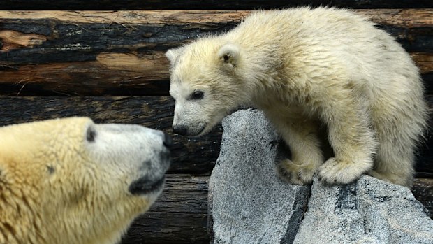 Polar bear cubs have been dying at a dramatic rate due to a decrease in sea ice. (AAP)