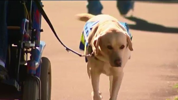 Assistance dogs could be used to help dementia patients following new trial. 
