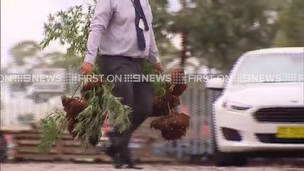 More than 1600 plants were discovered. (9NEWS)