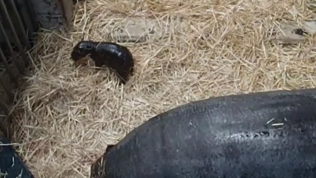 Melbourne Zoo staff observed the birth of the pygmy hippo from CCTV. (9NEWS)