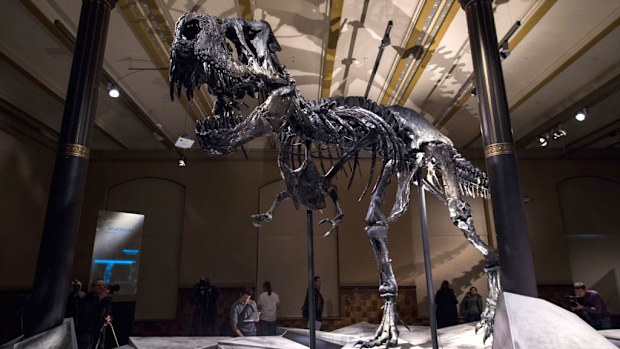 Dinosaurs, like this Tyrannosaurus Rex in Berlin's Natural History Museum, were dying out long before first thought. (AFP)
