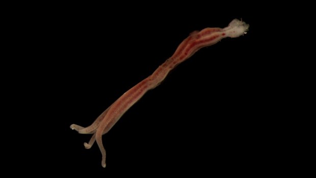 The worm has never been seen in Australian waters. (AAP)