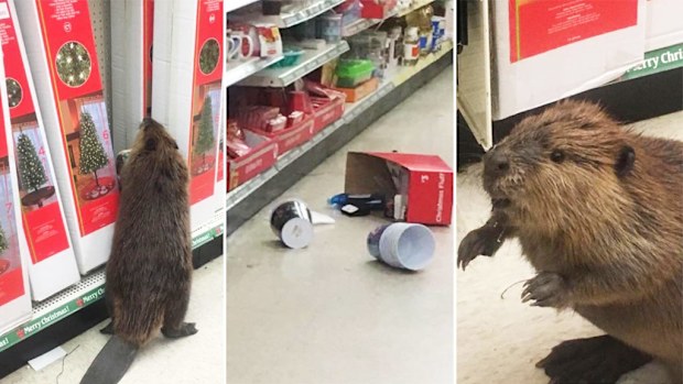 Emotions appeared to run high after a beaver discovered a store only had fake Christmas trees in stock. (Twitter/St. Mary's County Sheriff's Office)