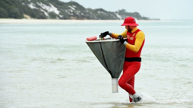 An Irukandji jellyfish has reportedly been caught on Fraser Island.