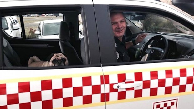 Angus the pug taken back to his owners. (CFA)