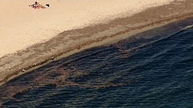Swimmers are being urged to avoid entering discoloured water. (9NEWS)
