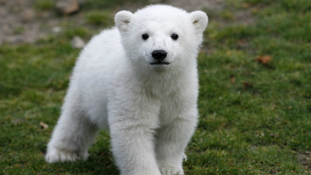 Knut was abandoned by his mother at birth.