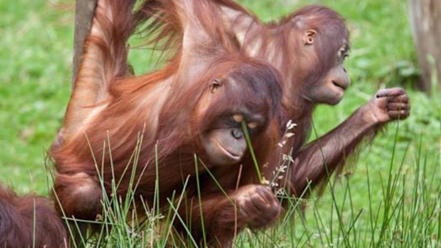 An animal reserve in the Netherlands is using tablets to research primate compatibility. (Apenheul)