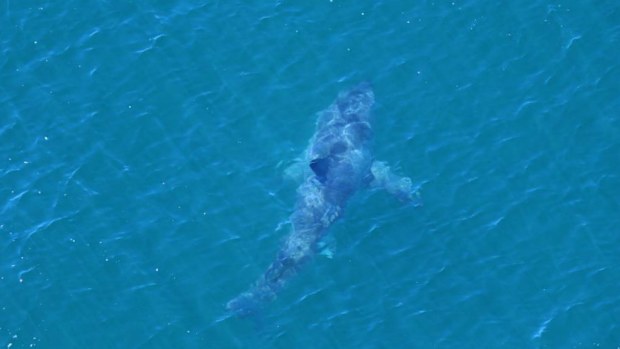 A 3.5metre great white shark was spotted near Lighthouse Beach shortly after the attack on 17-year-old Copper Allen. (Shark Smart)