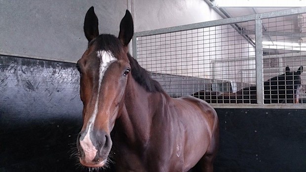 Racehorse La Amistad will run in the Lexus Stakes with hopes of making it to the Melbourne Cup. (Facebook)