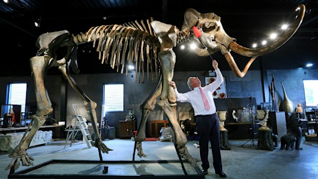 The skeleton of an Ice Age woolly mammoth has been bought at a London auction for $300,000 (AAP)